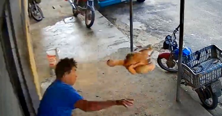 Reprodução/vídeo