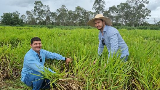 Lodo transformado em fertilizante pode ser usado para o cultivo do capim Marandu. - Foto por: Empaer-MT