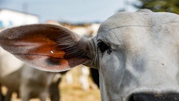 Produtores rurais precisarão comunicar o estoque de rebanho bovino junto ao Indea. Criadores de outras dez espécies também precisarão fazer
