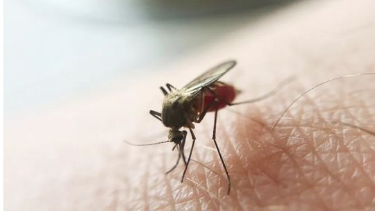 Mosquito da Malária — Foto: Ministério da Saúde
