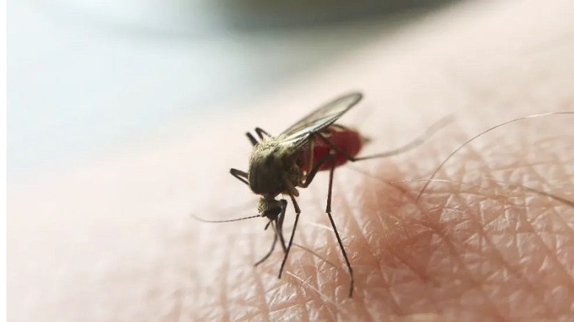 Mosquito da Malária — Foto: Ministério da Saúde