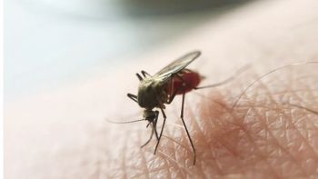 Mosquito da Malária — Foto: Ministério da Saúde