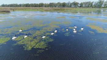 Estação Ecológica do Taim foi interditada após suspeita de morte de cisnes por gripe aviária — Foto: RBS TV/Reprodução