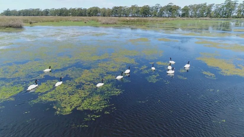 Estação Ecológica do Taim foi interditada após suspeita de morte de cisnes por gripe aviária — Foto: RBS TV/Reprodução