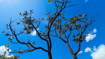 Juca Varella / Agencia Brasil