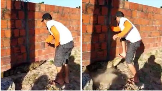 Jacaré foi resgatado pelo Corpo de Bombeiros do Ceará  |  Reprodução/Vídeo