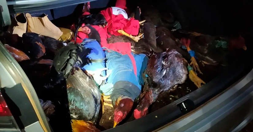 Animais estavam amarrados e com as cabeças ensacadas, sem alimentação e ventilação — Foto: PRF