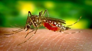 O Aedes aegypti, mosquito transmissor da dengue, tem uma grande capacidade de adaptação. — Foto: CDC