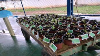 Adubo é utilizado na produção de alimentos na própria escola - Foto por: Ayla Rocha/Arquivo pessoal