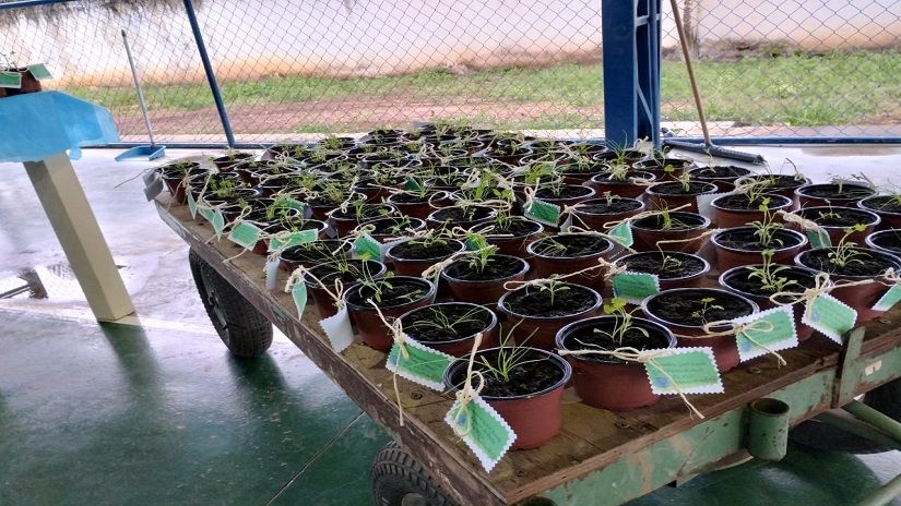 Adubo é utilizado na produção de alimentos na própria escola - Foto por: Ayla Rocha/Arquivo pessoal