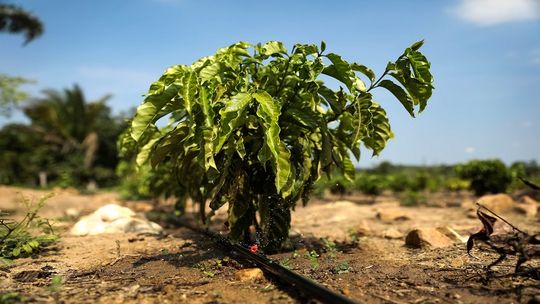 Júlio Cruz / SECOM-MT