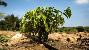 Júlio Cruz / SECOM-MT