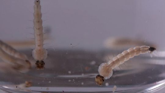 Foto: Josué Damacena/IOC-Fiocruz