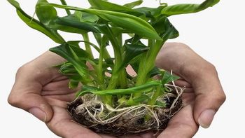 Mudas produzidas in vitro, com maior qualidade e segurança de produtividade. - Foto por: Arquivo/Pesquisadora