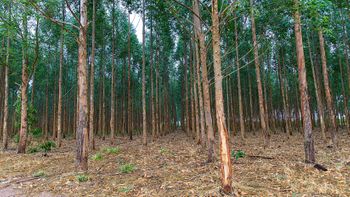 Marcos Vergueiro/Secom-MT