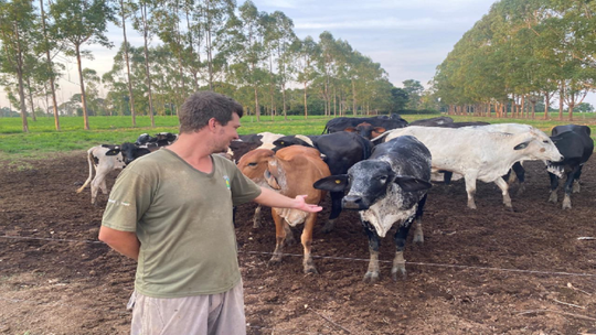 Produtor Daniel Carlesso, com animal do melhoramento genético - Foto por: Vânia Neves