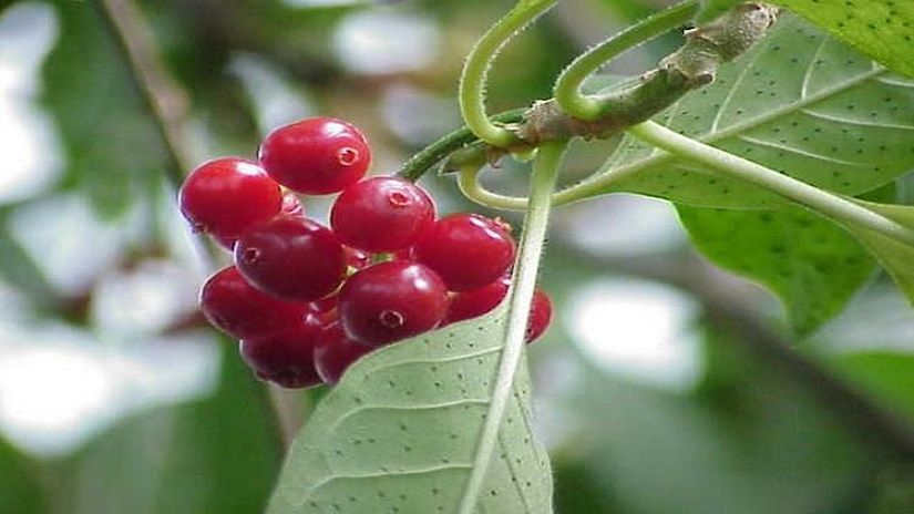Pequeno arbusto de apenas 30 cm de altura, com grandes folhas ovaladas de cor verde escuro brilhantes e opostas. - Foto por: Arquivo/Pesquis