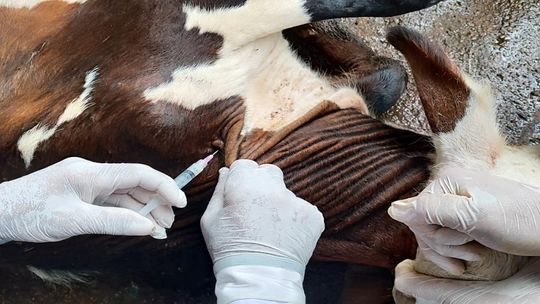 Obrigatoriamente são imunizadas bezerras bovinas e bubalinas de 3 a 8 meses de idade. - Foto por: Indea