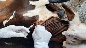 Obrigatoriamente são imunizadas bezerras bovinas e bubalinas de 3 a 8 meses de idade. - Foto por: Indea