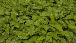 Foto: Guilherme Martimon/Mapa