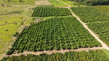 Lavoura de café em Colniza-MT - Foto por: Assessoria Seaf/Empaer