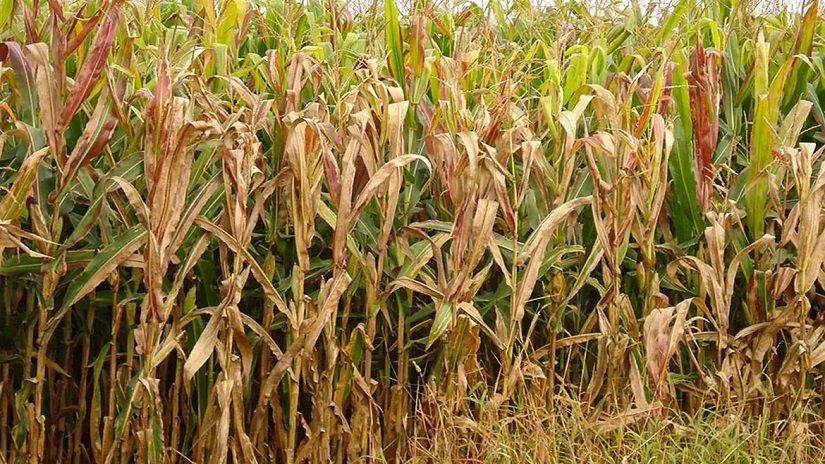 Charles Oliveira / Embrapa