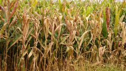 Charles Oliveira / Embrapa