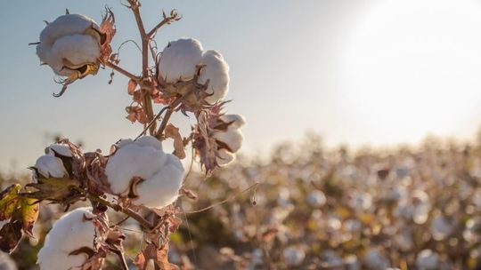 Colheita do algodão começa em Mato Grosso com expectativa de alta produtividade